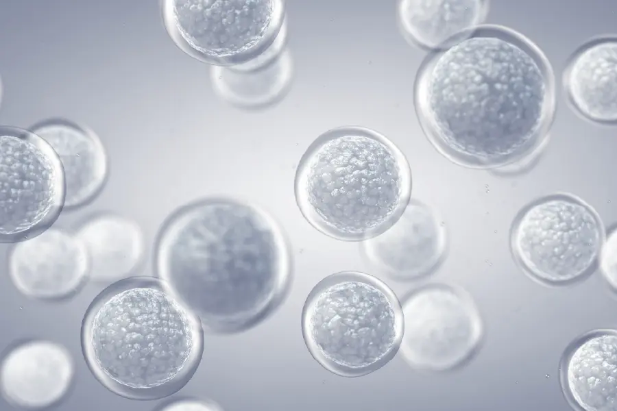 MSCs Image